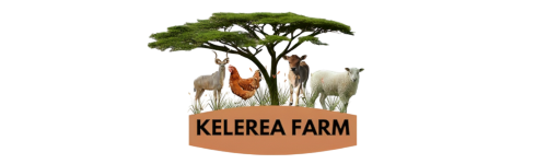 Website Logo